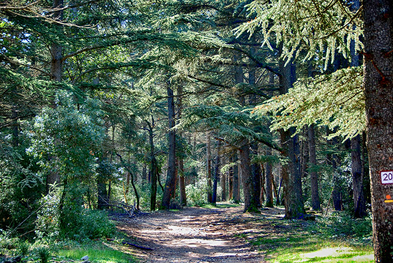 foret des cedres